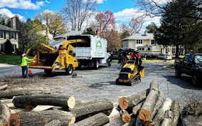 Best Tree Maintenance Programs  in Mars Hill, NC